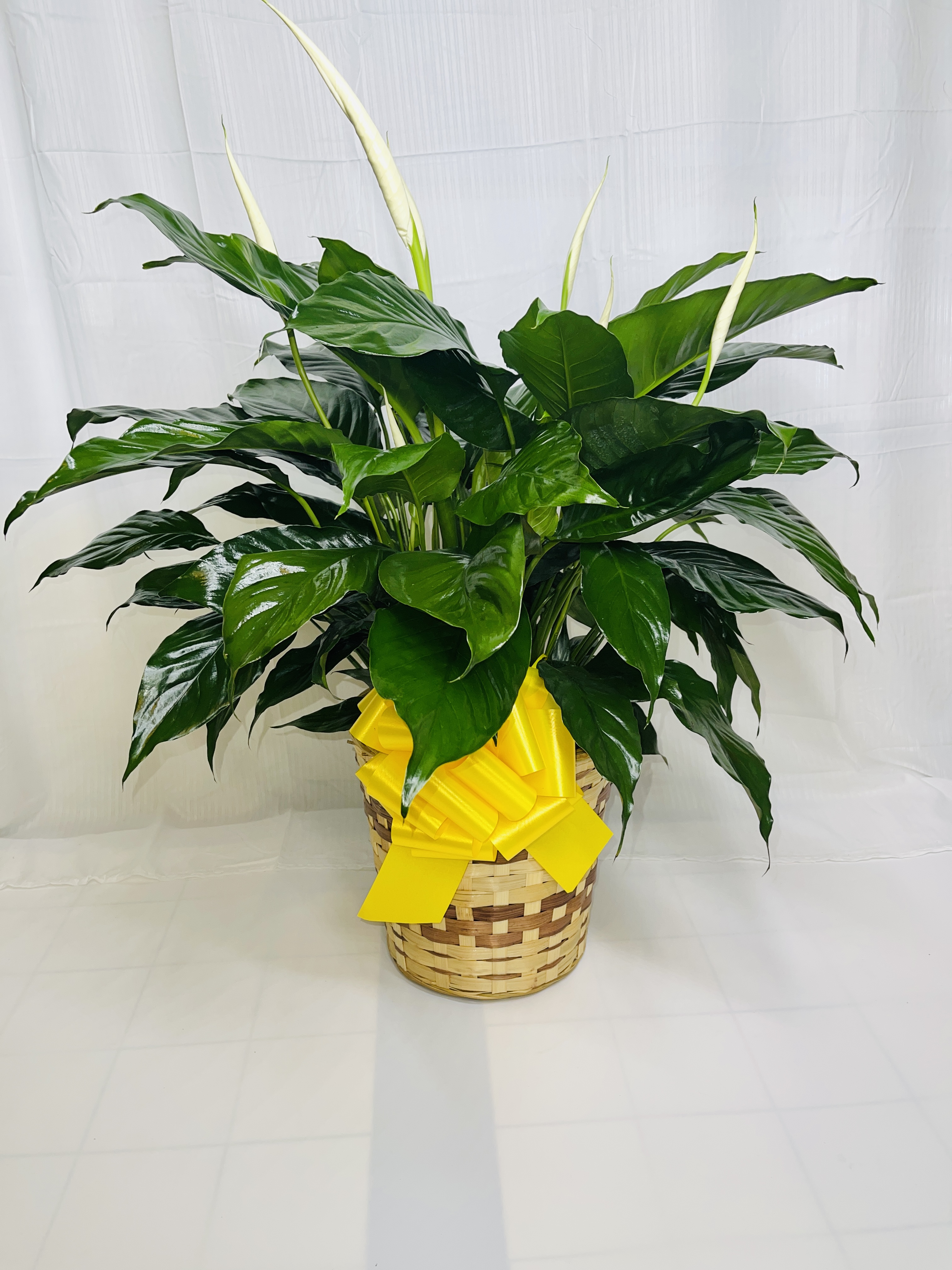 10 in Peace Lily